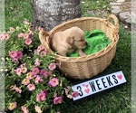 Small Photo #11 Golden Retriever Puppy For Sale in CYPRESS, TX, USA