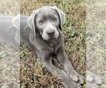 Small Photo #2 Labrador Retriever Puppy For Sale in MARTINSVILLE, IN, USA