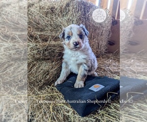 Australian Shepherd Puppy for sale in GEORGETOWN, TN, USA