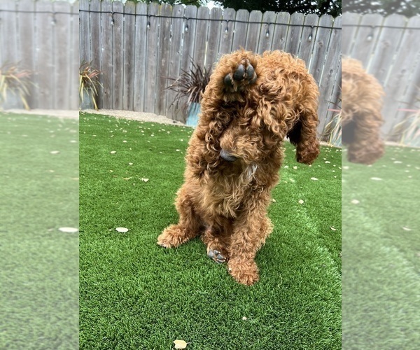 Medium Photo #7 Goldendoodle Puppy For Sale in SAN DIEGO, CA, USA