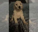 Puppy Cleo Goldendoodle