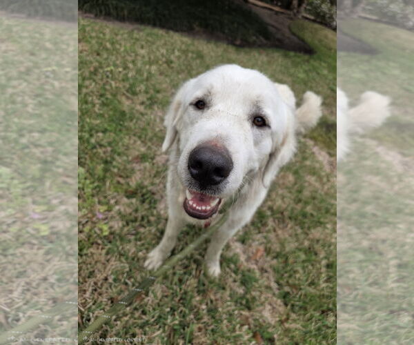 Medium Photo #6 Great Pyrenees Puppy For Sale in Spring, TX, USA