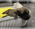 Small Photo #250 Belgian Malinois Puppy For Sale in REESEVILLE, WI, USA