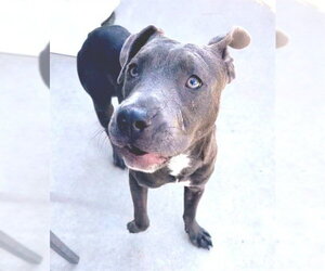 Mutt Dogs for adoption in Sacramento, CA, USA