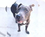 Small Mutt