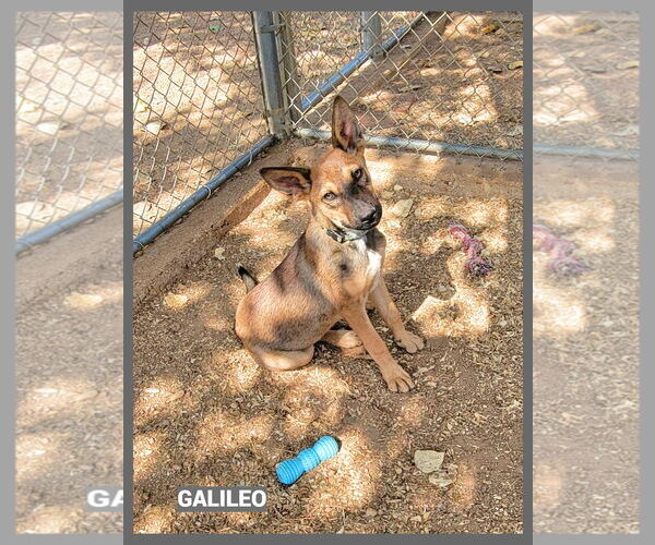 Medium Photo #2 Mutt Puppy For Sale in Granbury, TX, USA