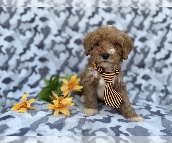 Medium Photo #5 Cavapoo (Miniature) Puppy For Sale in LAKELAND, FL, USA