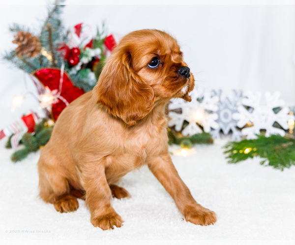 Medium Photo #65 Cavalier King Charles Spaniel Puppy For Sale in WAKARUSA, IN, USA
