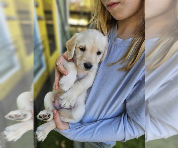 Medium Photo #7 Labradoodle Puppy For Sale in BOERNE, TX, USA