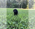 Small #6 Labrador Retriever