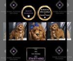 Puppy Gin AKC Poodle (Miniature)