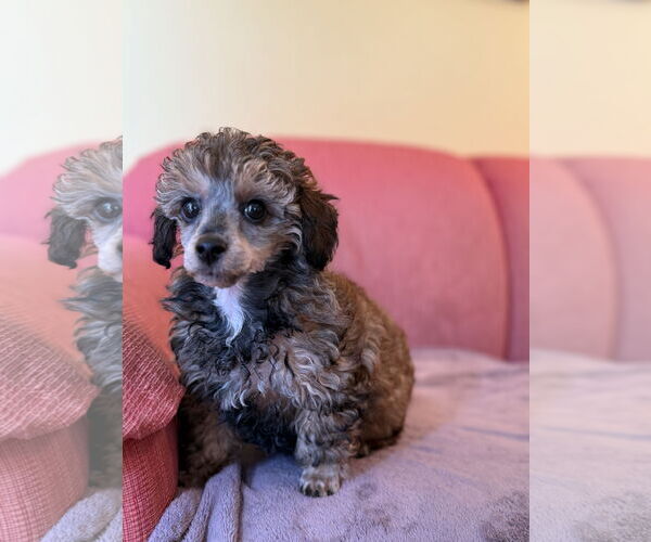 Medium Photo #3 Poodle (Miniature)-Unknown Mix Puppy For Sale in Pacolet, SC, USA