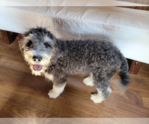 Medium Photo #98 Bernedoodle (Miniature) Puppy For Sale in BLACK FOREST, CO, USA