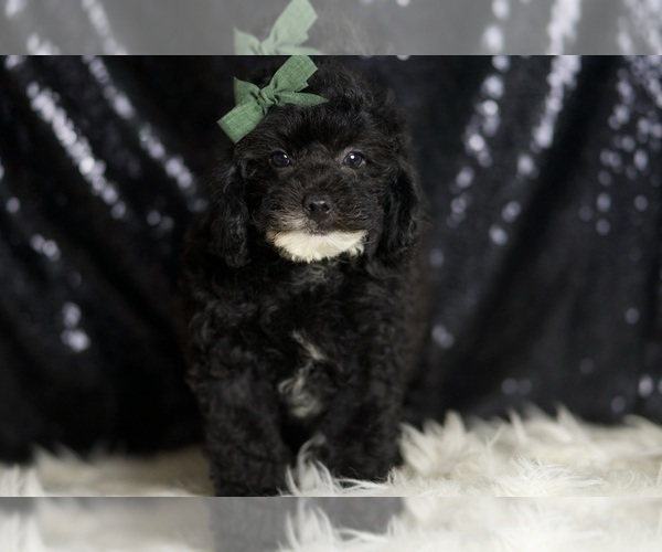 Medium Photo #2 Poodle (Miniature) Puppy For Sale in WARSAW, IN, USA