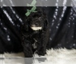 Small #1 Poodle (Miniature)