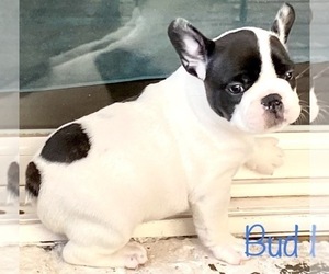 French Bulldog Puppy for sale in CHESNEE, SC, USA