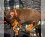 Puppy Red Female Doberman Pinscher