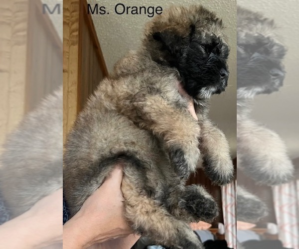 Medium Photo #3 Bouvier Des Flandres Puppy For Sale in BLANCO, TX, USA