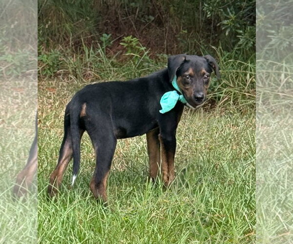 Medium Photo #5 Mutt Puppy For Sale in Shillington, PA, USA