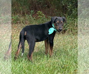 Lance - Male Mutt Dog for Adoption - Photo #5