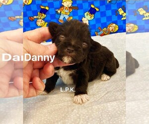 Schnauzer (Miniature) Puppy for sale in WINNSBORO, LA, USA