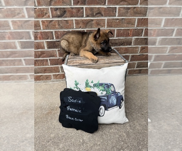 Medium Photo #9 German Shepherd Dog Puppy For Sale in MAYSVILLE, MO, USA