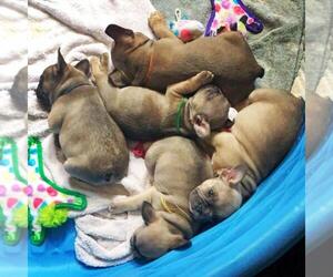 French Bulldog Puppy for sale in TUPELO, MS, USA