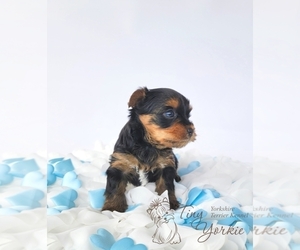 Yorkshire Terrier Puppy for sale in ORCHARDS, WA, USA