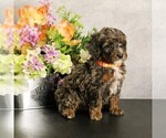 Puppy Kai Miniature Bernedoodle