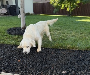 Father of the English Cream Golden Retriever puppies born on 03/23/2025