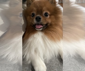 Pomeranian Puppy for sale in GILROY, CA, USA