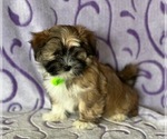 Small Photo #2 Havanese Puppy For Sale in LANCASTER, PA, USA