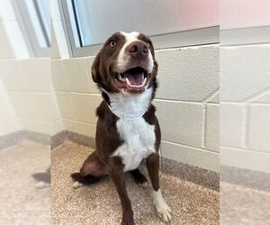 Border Collie Dogs for adoption in Pueblo, CO, USA