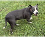Small #2 American Pit Bull Terrier Mix