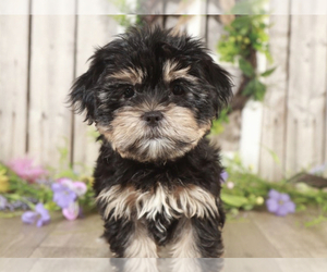 Shorkie Tzu Puppy for sale in MOUNT VERNON, OH, USA