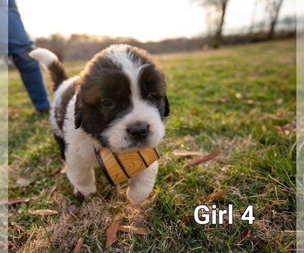 Medium Photo #4 Saint Bernard Puppy For Sale in KANNAPOLIS, NC, USA