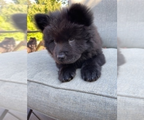 Medium Photo #1 Chow Chow Puppy For Sale in EDMONDS, WA, USA