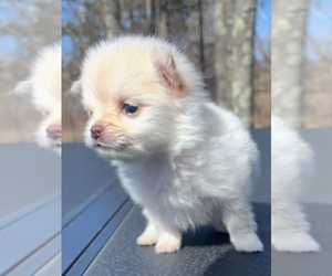 Pomeranian Puppy for sale in PORTLAND, ME, USA