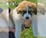 Puppy 0 Border Collie-Great Pyrenees Mix