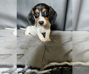 Dachshund Puppy for sale in HIALEAH, FL, USA