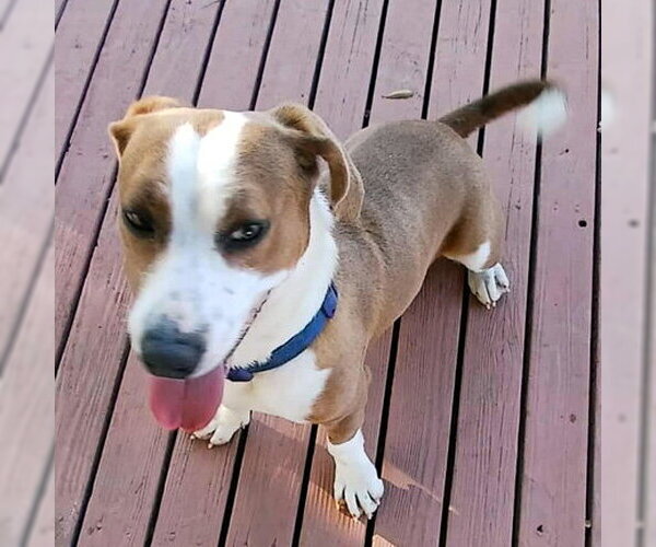 Medium Photo #8 Basset Hound-Unknown Mix Puppy For Sale in Deepwater, NJ, USA