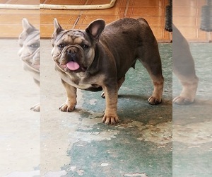 French Bulldog Puppy for sale in MODESTO, CA, USA