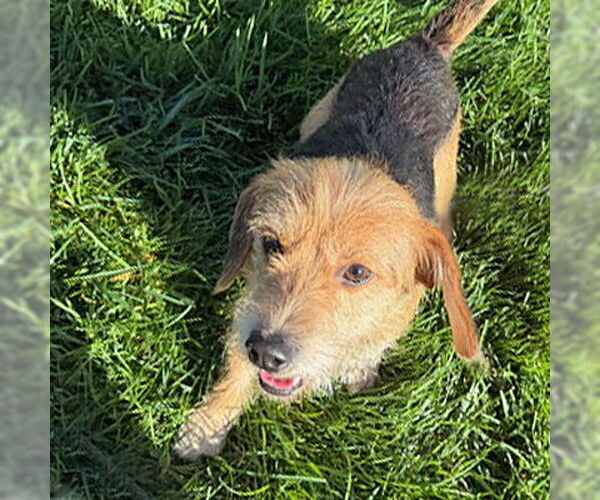 Medium Photo #7 Mutt Puppy For Sale in Arlington, VA, USA