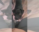 Small #2 Boston Terrier-Labrador Retriever Mix
