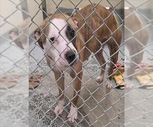 Mutt Dogs for adoption in Anchorage, AK, USA
