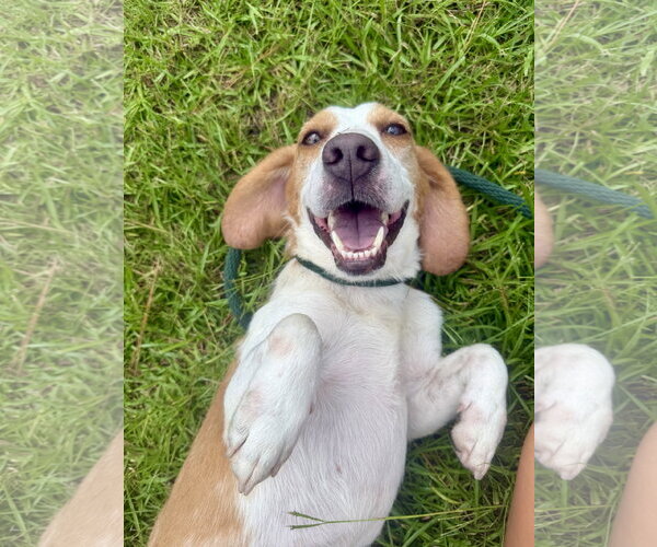Medium Photo #1 Beagle-Unknown Mix Puppy For Sale in Hilton Head, SC, USA