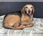 Small #1 Treeing Walker Coonhound