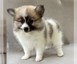 Pomeranian Puppy for Sale in FAIR HAVEN, Michigan USA