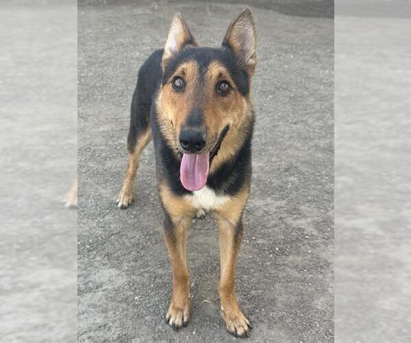 Medium Photo #2 German Shepherd Dog Puppy For Sale in Riverside, CA, USA