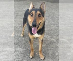 KIT - Male German Shepherd Dog Dog for Adoption - Photo #2